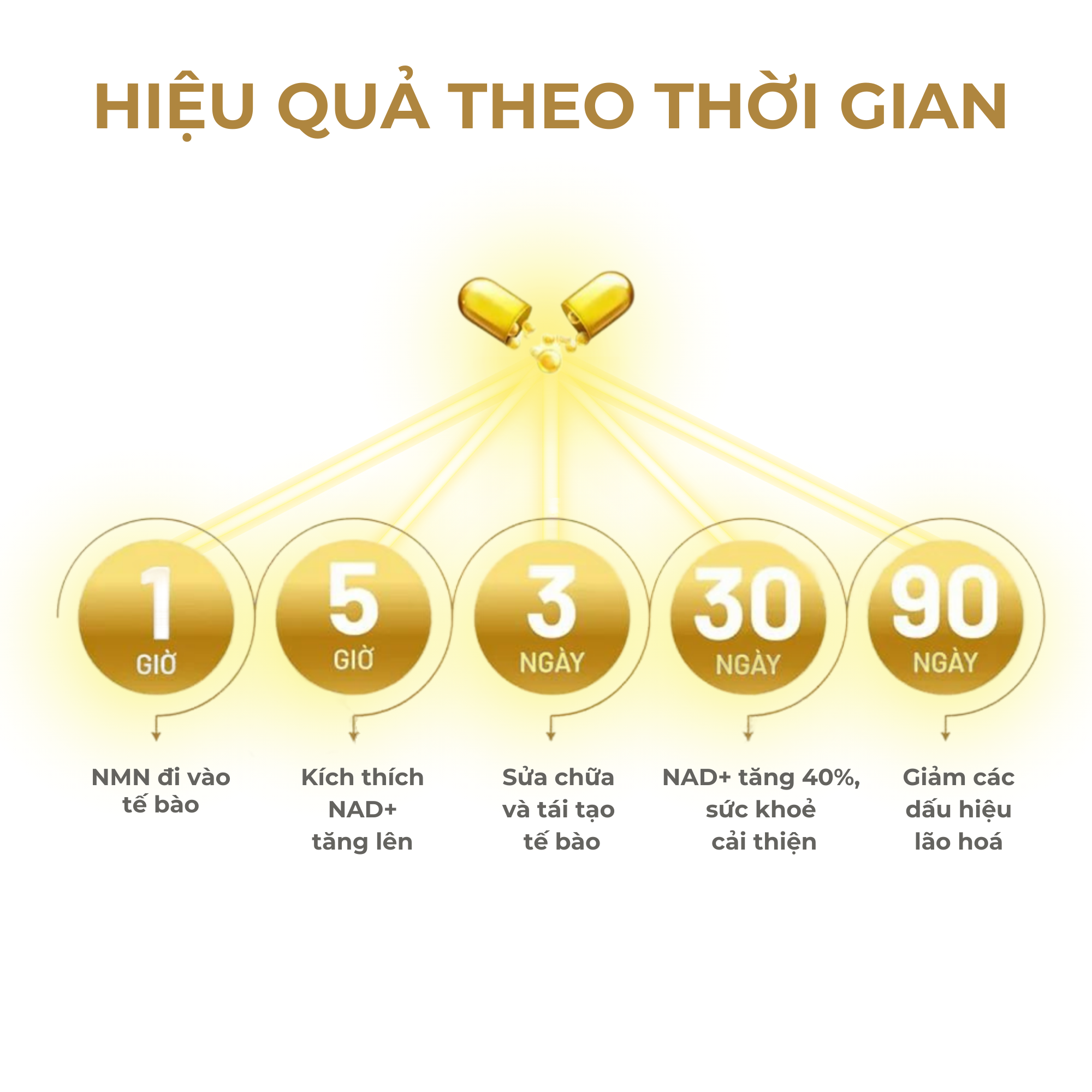 VIÊN UỐNG CHỐNG LÃO HOÁ NUCOS NMN - NUCOS