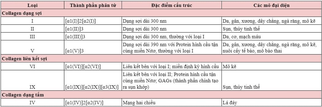 Collagen là gì? Collagen có bao nhiêu loại? 