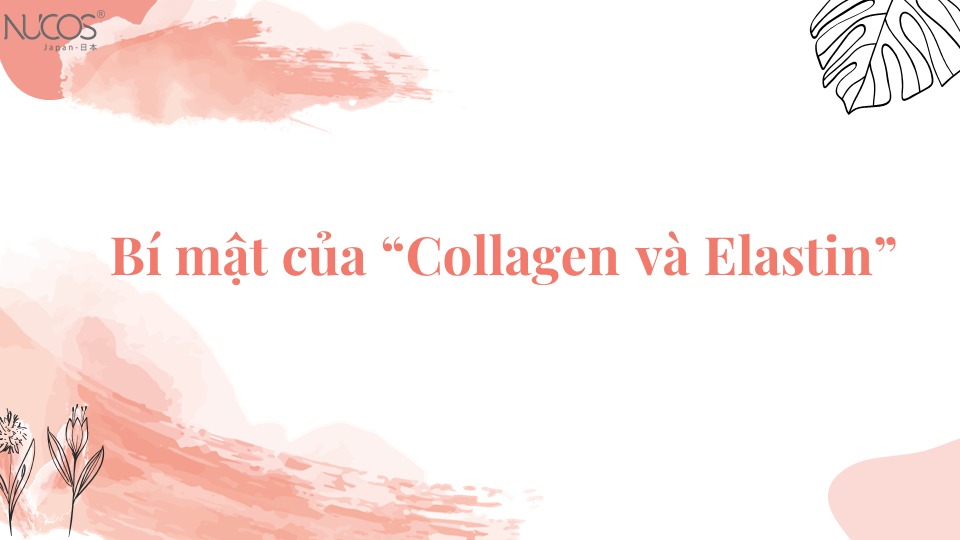 Bí mật của “Collagen và Elastin”