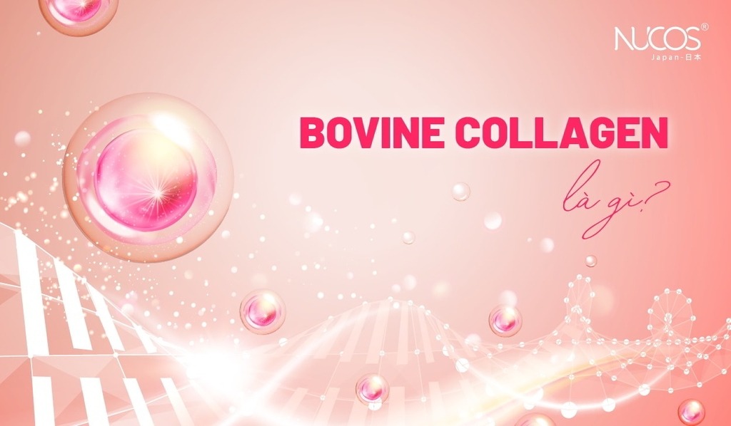 Bovine Collagen: Khái niệm, Lợi ích & Cách đo lường
