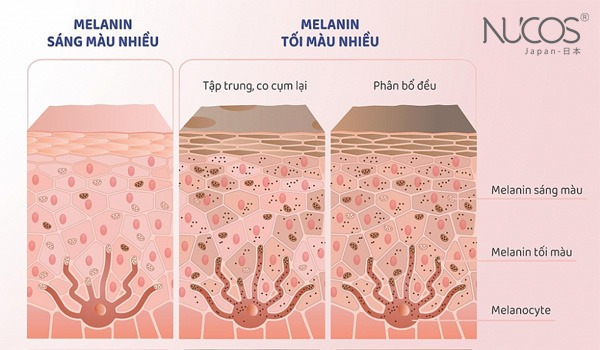 Cách làm giảm sắc tố Melanin giúp đem lại làn da trắng hồng 