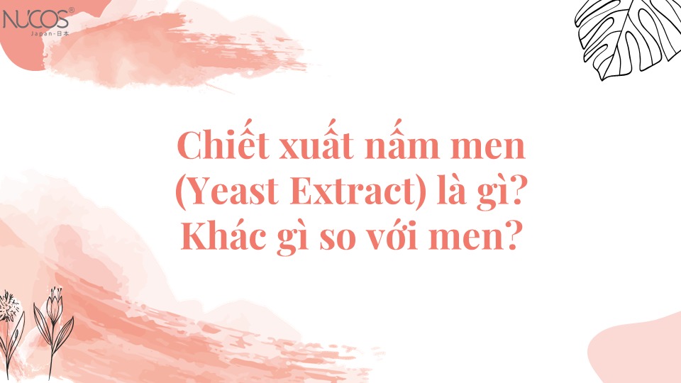 Chiết xuất nấm men (Yeast Extract) là gì? Khác gì so với men?