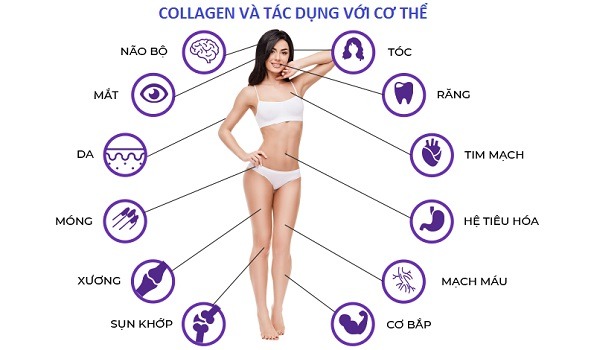 Các tiêu chí giúp bạn chọn được Collagen của Nhật tốt nhất 