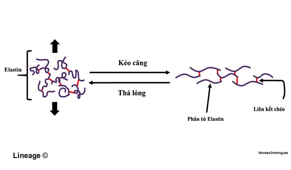 Elastin là gì? 11 cách bổ sung Elastin tốt nhất - Nucos 