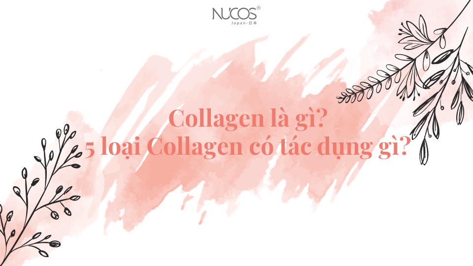 Collagen là gì? Collagen có bao nhiêu loại?