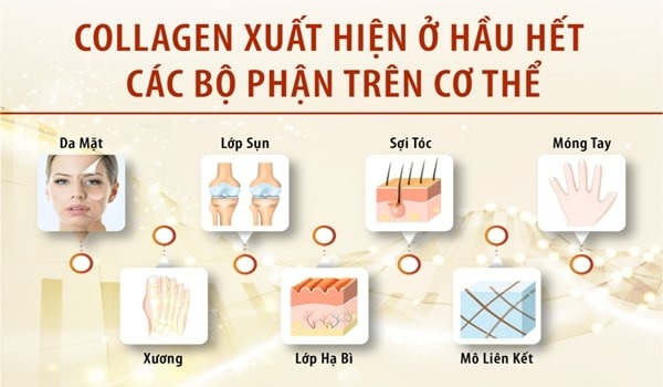 Collagen là gì? Collagen có bao nhiêu loại? 