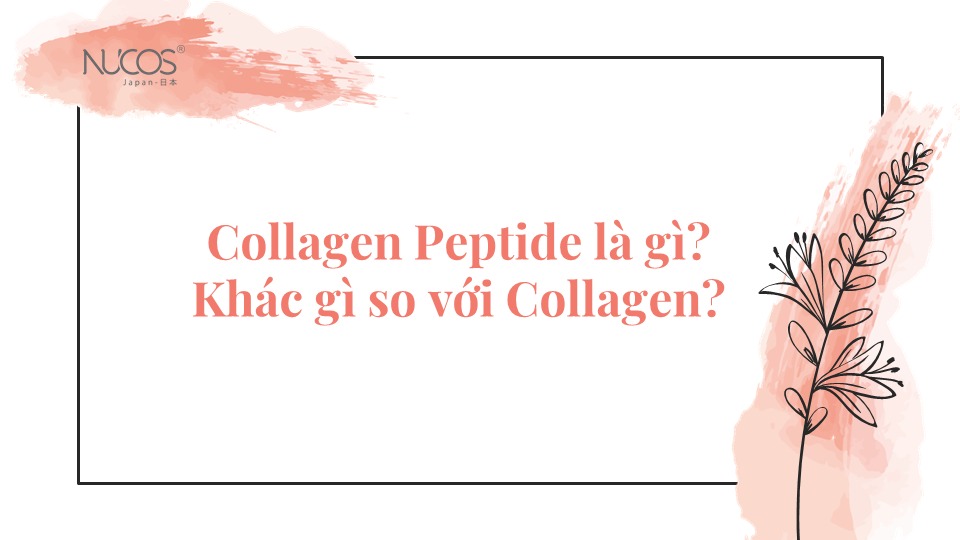 Collagen Peptide là gì? Khác gì so với Collagen? - Nucos