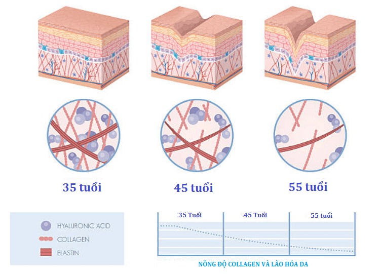 Cách sử dụng thực phẩm chức năng Collagen của Nhật 