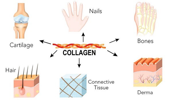 Collagen type 1 2 3 là gì? Thành phần, tác dụng từng loại 