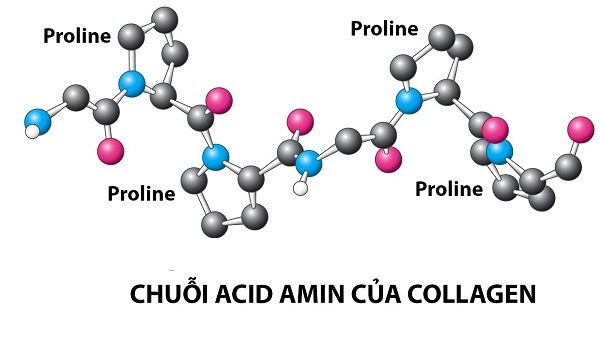 Collagen type 1 2 3 là gì? Thành phần, tác dụng từng loại 