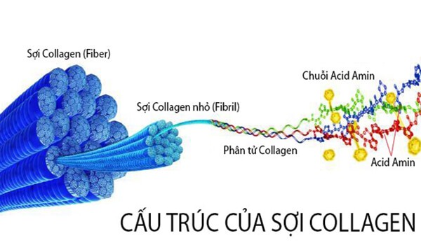 Collagen là gì? Collagen có bao nhiêu loại? 