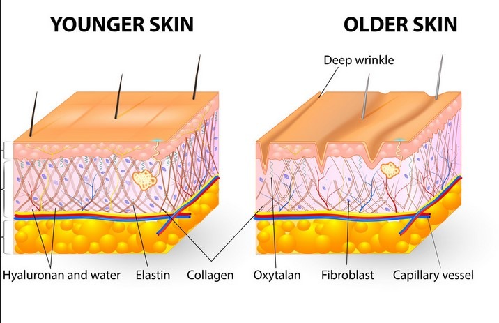 Bí mật của “Collagen và Elastin” 