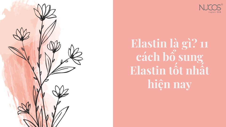 Elastin là gì? 11 cách bổ sung Elastin tốt nhất - Nucos