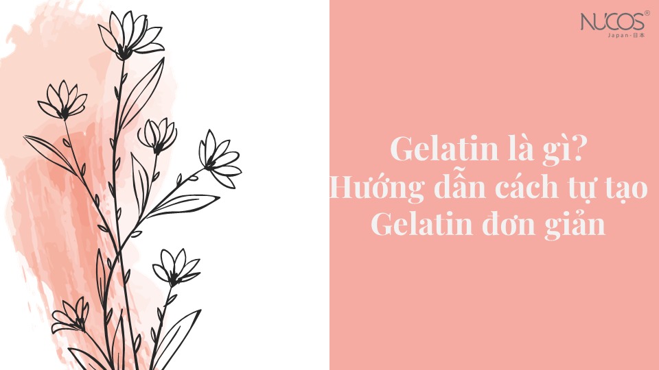 Gelatin là gì? Hướng dẫn cách tự tạo Gelatin đơn giản