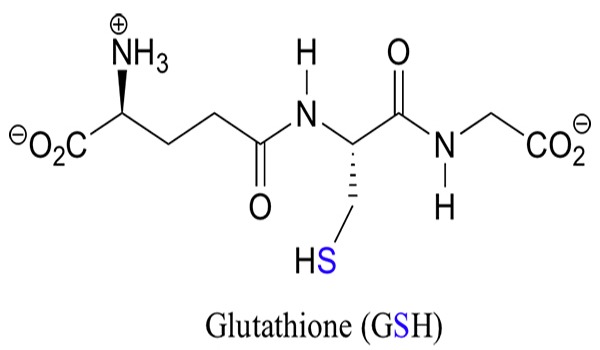 Trả lời câu hỏi: Glutathione là gì? 
