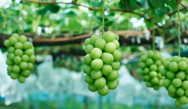 Những loại trái cây làm trắng da càng ăn da càng sáng mịn 