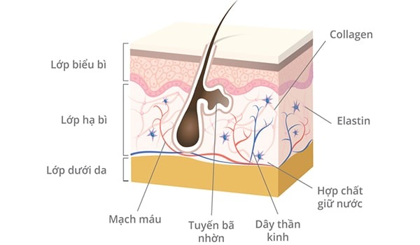 Elastin là gì? 11 cách bổ sung Elastin tốt nhất - Nucos 