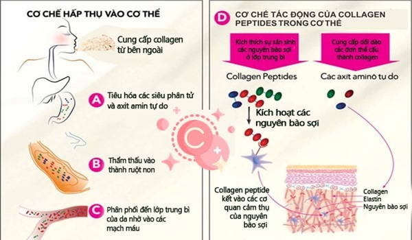 Sử dụng Collagen nước như thế nào để ngăn ngừa lão hóa da 