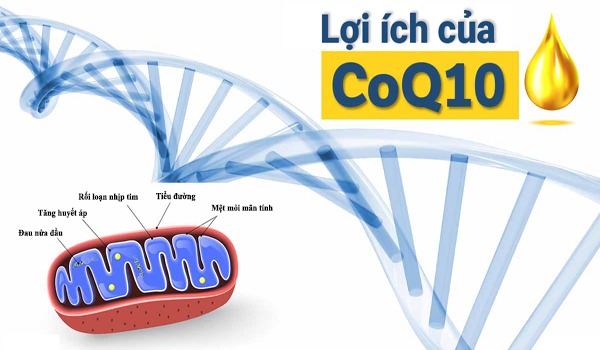 Coenzyme Q10 là gì? Lợi ích và công dụng chữa bệnh