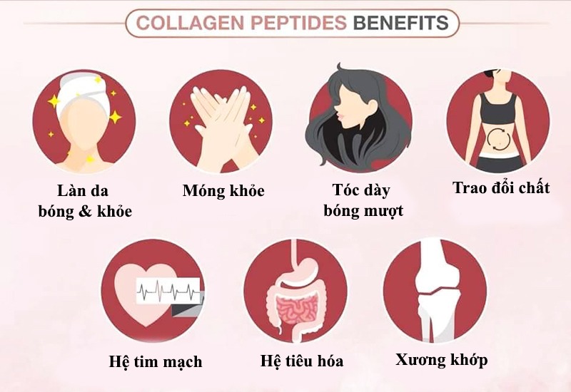 Collagen Peptide là gì? Khác gì so với Collagen? - Nucos 